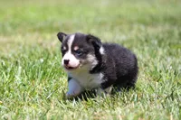 Diego, a male Pembroke Welsh Corgi for sale in Fort Madison, IA – 9 of 10