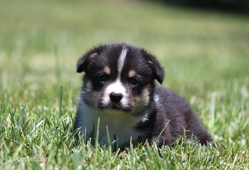 Tucker – Pembroke Welsh Corgi puppy for sale in Fort Madison, IA