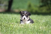 Diego, a male Pembroke Welsh Corgi for sale in Fort Madison, IA – 9 of 10