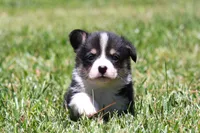 Diego, a male Pembroke Welsh Corgi for sale in Fort Madison, IA – 2 of 10