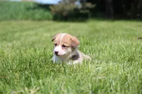 Royce, a male Pembroke Welsh Corgi for sale in Fort Madison, IA – 5 of 8