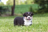 Tucker, a male Pembroke Welsh Corgi for sale in Fort Madison, IA – 3 of 10