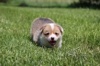 Frosty, a male Pembroke Welsh Corgi for sale in Fort Madison, IA – 6 of 6