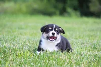 Tucker, a male Pembroke Welsh Corgi for sale in Fort Madison, IA – 9 of 10