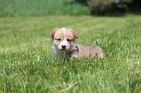 Royce, a male Pembroke Welsh Corgi for sale in Fort Madison, IA – 6 of 8