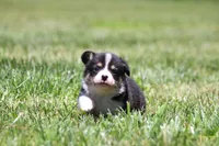 Diego, a male Pembroke Welsh Corgi for sale in Fort Madison, IA – 8 of 10
