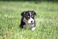 Diego, a male Pembroke Welsh Corgi for sale in Fort Madison, IA – 10 of 10