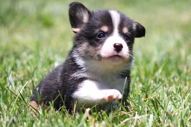 Diego – Pembroke Welsh Corgi puppy for sale in Fort Madison, IA