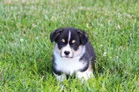 Tucker, a male Pembroke Welsh Corgi for sale in Fort Madison, IA – 6 of 10