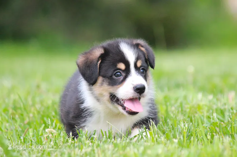 Thor – Pembroke Welsh Corgi puppy for sale in Fort Madison, IA