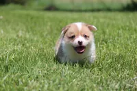 Frosty, a male Pembroke Welsh Corgi for sale in Fort Madison, IA – 3 of 6