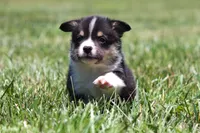 Tucker, a male Pembroke Welsh Corgi for sale in Fort Madison, IA – 7 of 10