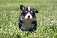 Diego, a male Pembroke Welsh Corgi for sale in Fort Madison, IA – 6 of 10