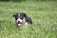 Diego, a male Pembroke Welsh Corgi for sale in Fort Madison, IA – 8 of 10
