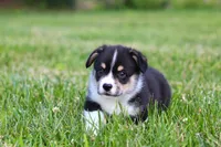 Tucker, a male Pembroke Welsh Corgi for sale in Fort Madison, IA – 4 of 10