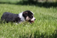 Thor, a male Pembroke Welsh Corgi for sale in Fort Madison, IA – 6 of 6