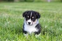 Tucker, a male Pembroke Welsh Corgi for sale in Fort Madison, IA – 5 of 10