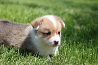 Frosty, a male Pembroke Welsh Corgi for sale in Fort Madison, IA – 4 of 6