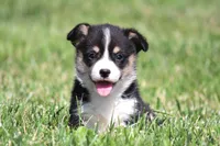 Diego, a male Pembroke Welsh Corgi for sale in Fort Madison, IA – 1 of 10