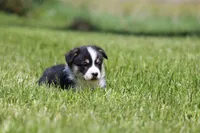 Thor, a male Pembroke Welsh Corgi for sale in Fort Madison, IA – 4 of 6