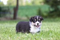 Tucker, a male Pembroke Welsh Corgi for sale in Fort Madison, IA – 10 of 10