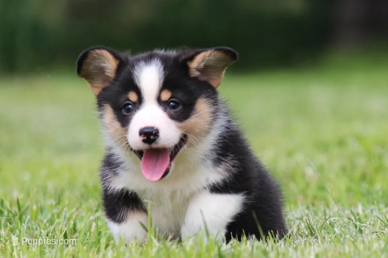 Theo – Pembroke Welsh Corgi puppy for sale in Fort Madison, IA