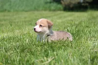 Royce, a male Pembroke Welsh Corgi for sale in Fort Madison, IA – 4 of 8