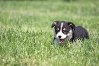 Diego, a male Pembroke Welsh Corgi for sale in Fort Madison, IA – 4 of 10