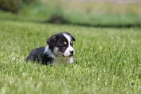 Thor, a male Pembroke Welsh Corgi for sale in Fort Madison, IA – 5 of 6