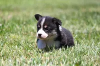 Diego, a male Pembroke Welsh Corgi for sale in Fort Madison, IA – 4 of 10