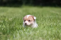 Frosty, a male Pembroke Welsh Corgi for sale in Fort Madison, IA – 5 of 6