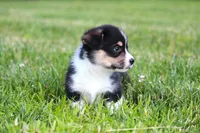 Tucker, a male Pembroke Welsh Corgi for sale in Fort Madison, IA – 8 of 10