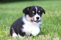 Tucker, a male Pembroke Welsh Corgi for sale in Fort Madison, IA – 1 of 10