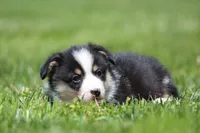 Theo, a male Pembroke Welsh Corgi for sale in Fort Madison, IA – 4 of 5