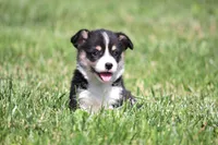 Diego, a male Pembroke Welsh Corgi for sale in Fort Madison, IA – 2 of 10