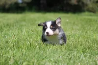 Theo, a male Pembroke Welsh Corgi for sale in Fort Madison, IA – 2 of 5
