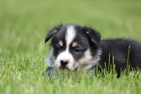 Thor, a male Pembroke Welsh Corgi for sale in Fort Madison, IA – 2 of 6