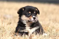 Timmy (AKC), a male Pembroke Welsh Corgi for sale in Fort Madison, IA – Photo 1 of 6