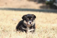 Timmy (AKC), a male Pembroke Welsh Corgi for sale in Fort Madison, IA – Photo 4 of 6