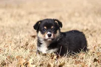 Timmy (AKC), a male Pembroke Welsh Corgi for sale in Fort Madison, IA – Photo 6 of 6