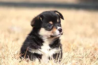 Timmy (AKC), a male Pembroke Welsh Corgi for sale in Fort Madison, IA – Photo 5 of 6