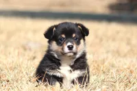 Timmy (AKC), a male Pembroke Welsh Corgi for sale in Fort Madison, IA – Photo 2 of 6