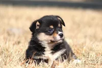 Timmy (AKC), a male Pembroke Welsh Corgi for sale in Fort Madison, IA – Photo 3 of 6