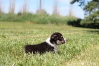 Tucker, a male Pembroke Welsh Corgi for sale in Fort Madison, IA – 10 of 10