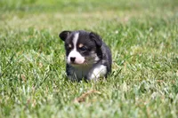 Diego, a male Pembroke Welsh Corgi for sale in Fort Madison, IA – 3 of 10
