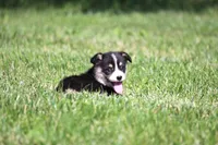 Diego, a male Pembroke Welsh Corgi for sale in Fort Madison, IA – 7 of 10