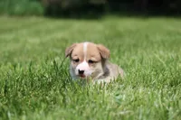Royce, a male Pembroke Welsh Corgi for sale in Fort Madison, IA – 3 of 8