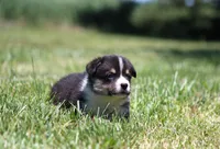 Tucker, a male Pembroke Welsh Corgi for sale in Fort Madison, IA – 5 of 10