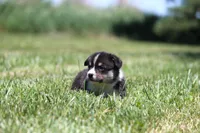 Tucker, a male Pembroke Welsh Corgi for sale in Fort Madison, IA – 9 of 10