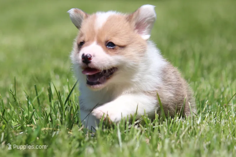 Frosty – Pembroke Welsh Corgi puppy for sale in Fort Madison, IA